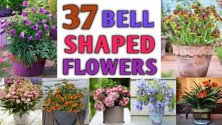 37 Best Bell Shaped Flower Plants  Bell Shaped Flowering Plant Types  Plant and Planting [upl. by Aeslehs116]