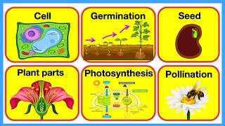 PLANTS 🪴 Plant Parts Plant Cell Pollination Photosynthesis amp Germination  Chapter 3 [upl. by Nalym]