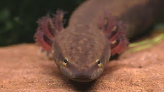 The Mudpuppy A North American Version Of The Axolotl [upl. by Jocko]