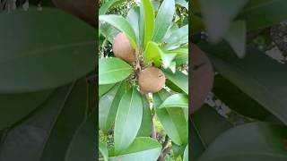 Sapodilla fruit chikoo sapodilla farming viralvideos shorts [upl. by Tomchay]