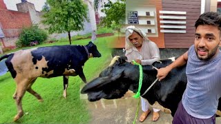 Aaj BIG COW Pakad Li Lekin… 😢CATCHING COW [upl. by Ailemaj]