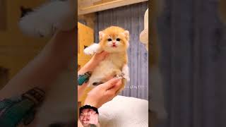 cat caty kitten meow pets cute kitty cutecat kucingoyenbarbar funny [upl. by Otrevogir]