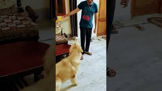 Why Rocky hates cookoo😳🐾rocky viral trending newvideo FunnyDogMoments youtubeshorts [upl. by Nipsirc]