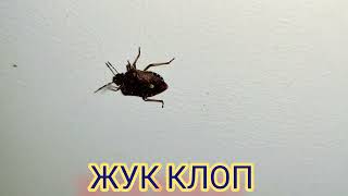 Heteroptera 🪲 True Bugs 🪲 or Typical Bugs 4k Video  Nature amp Animals amp Insects from Ukraine [upl. by Nywloc]