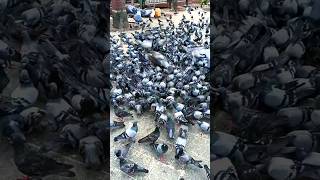 A flock of pigeons pecking grains on the road shorts pigeon viralvideo birds [upl. by Ramin]