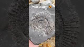 Opening an ammonite nodule on the beach fossil shorts [upl. by Anelrac]