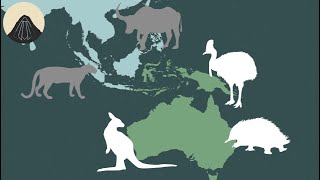 The Story Behind Australias Weird Animals [upl. by Kolivas378]