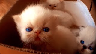 Adorable Himalayan kittens [upl. by Hutton]