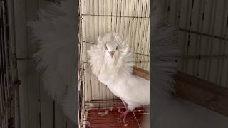 Fancy kabotar pakr liya😱 viralvideo birds pigeon foryou lovebirds mostviral fyp [upl. by Paddie534]