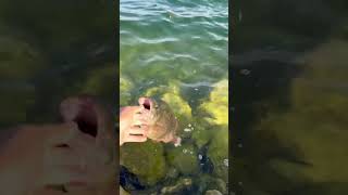 Lake Simcoe huge smallmouth fishing lakesimcoe [upl. by Akapol]