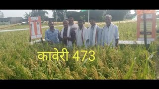 Kaveri Hibrid paddy seeds [upl. by Telfer501]