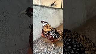 new revees pheasant 😍🥰pheasant sviralreels ant [upl. by Nahem]