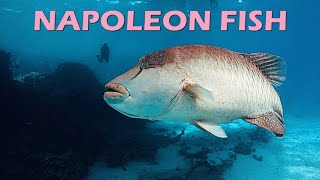 WHY IS IT CALLED A NAPOLEON FISH [upl. by Ashlie505]