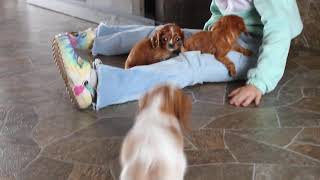 Cavalier King Charles Spaniel Puppies for Sale [upl. by Inajar922]