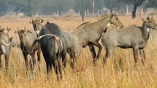 Nilgai Jhund activity nilgai [upl. by Tomlinson]