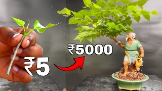 जापानी कैसे पौधे को मूर्ति बोनसाई मे बदलते  Bonsai  Plant  Gardening [upl. by Lamphere]