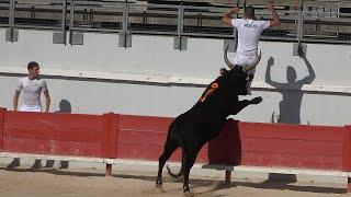 BOUILLARGUES05082024Course CamarguaiseAvenirSouvenir A BATTE [upl. by Tteltrab211]