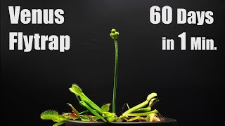 Venus Fly Trap Blooming  60 Days Time Lapse [upl. by Aleahcim]