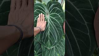 Anthurium king of spades plants tumbuhanhutan nature [upl. by Lucais]