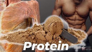 The Protein Lie Why You Dont Need As Much As You Think [upl. by Enelrak]