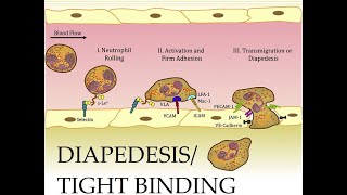 L217 Extravasation Diapedesis Understanding the Molecular Mechanisms Part 2 [upl. by Rukna]