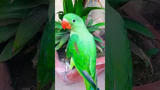 How to tame Ringneck parrot  Ringneck parrot talking mithu  Alexanderine parrot talking shorts 🦜🐦 [upl. by Hadsall]