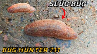 slug bug hunter new village video bughunter snail hunter [upl. by Brubaker]