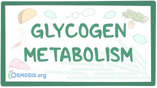 Glycogen metabolism [upl. by Modern]