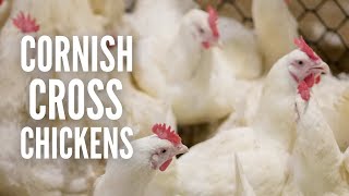 Cornish Cross Chickens Everything You Need to Know [upl. by Zemaj498]