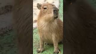 Cute Baby Capybara sound [upl. by Menashem]