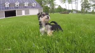 Havanese amp Morkie Puppies [upl. by Fish138]