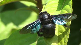 Carpenter bee Xylocopa documentary [upl. by Soble]