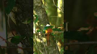 Rufous Tailed Jacamar Bird Looking Around jacamar rufous bird nature wildlife cute aw HA60462 [upl. by Kenzi392]