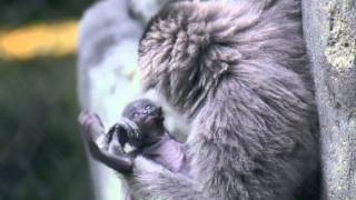 Baby Gibbon  Greensboro Science Center [upl. by Gnivri]