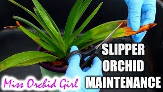 Phragmipedium Orchid maintenance  Repot pest treatment amp prettify [upl. by Netsryk]