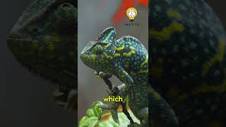 Chameleons Color Change How Do They Do It chameleon colors animalbehavior animal reptiles [upl. by Him732]