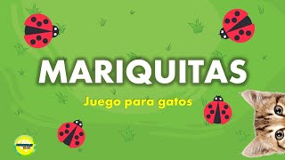 Juego para gatos  mariquita [upl. by Hymie577]