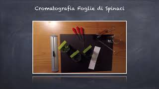 Cromatografia foglie di spinaci  Laboratorio di Chimica Online [upl. by Burman]