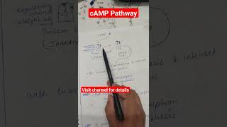 cyclic amp pathway gpcr signal transduction shots [upl. by Hannis]