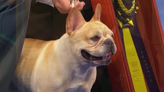 French bulldog at 2022 National Dog Show [upl. by Teresita]