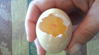 Chicken Heartbeat in egg [upl. by Sello]