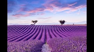 I Sentieri Lavanda  Tour Provenza Caldana Europe Travel [upl. by Kirst714]