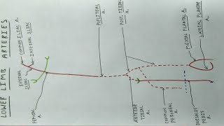 Lower Limb Arteries  Part 1  Femoral Popliteal Tibial Artery  TCML [upl. by Leahciam]