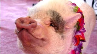 Nelly the Clever Pig  Extraordinary Animals  BBC Earth [upl. by Tiga328]