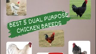 Five Best DualPurpose Chicken Breeds You Can Keep On Your Farm Or Backyard [upl. by Aehc]