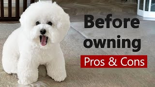 Bichon Frise The Pros amp Cons of Owning One [upl. by Niknar]