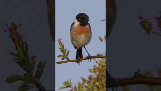 Stonechat Calling shorts [upl. by Navi]