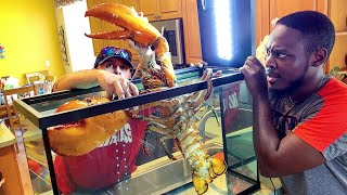 BUYING LIVE PET 15lb LOBSTER ONLINE MASSIVE [upl. by Nonnair345]