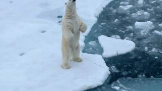 Magic Franz Josef Land [upl. by Dorrie]