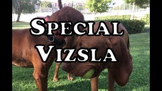 Whats so Special about Vizsla [upl. by Yror]